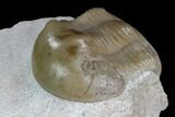 Russian Dysplanus Trilobite - Rare Species #125697-3